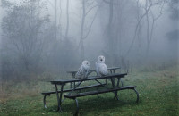 Simen Johan, owls